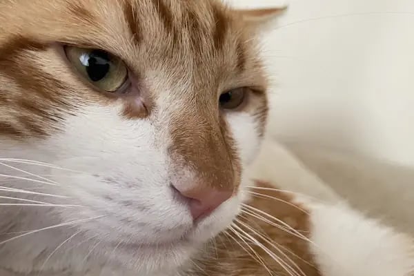 Pet Dad Veteriner Kliniği - Resim 4