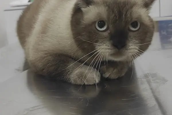 Pet Dad Veteriner Kliniği - Resim 2