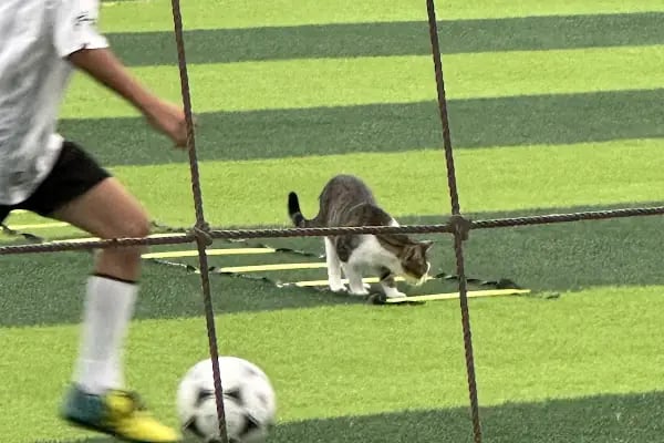 Aygın Spor Kompleksi - Resim 13