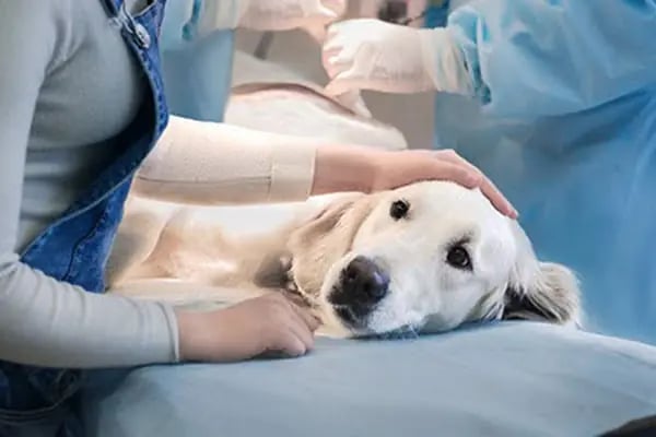 Petopya Veteriner Kliniği - Resim 2