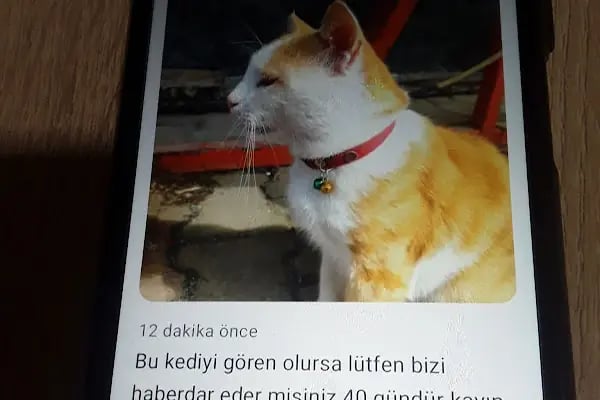 Can Dostum Veteriner Kliniği - Resim 11