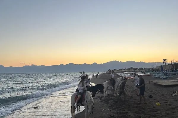 Rodeo Horse Club - Resim 19