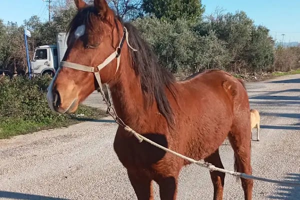 Rodeo Horse Club - Resim 12