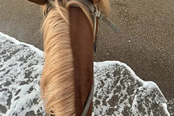 Rodeo Horse Club - Resim 14