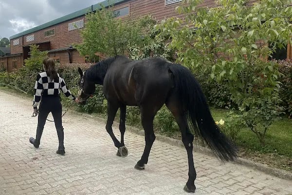 Dila Atlı Spor Kulübü - Resim 12
