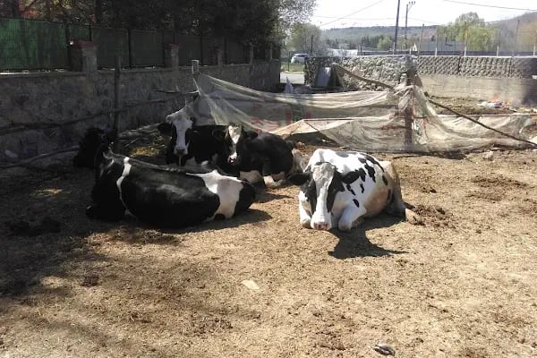Dila Atlı Spor Kulübü - Resim 20