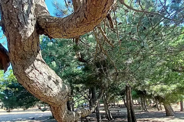 Spil Dağı Piknik Alani - Resim 13