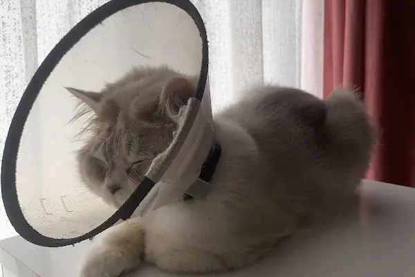 Esenyurt Veteriner Polikliniği - Resim 8