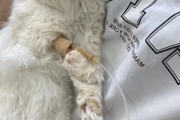 Esenyurt Veteriner Polikliniği - Resim 4