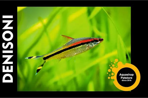 Aquashop PetStore - Resim 7