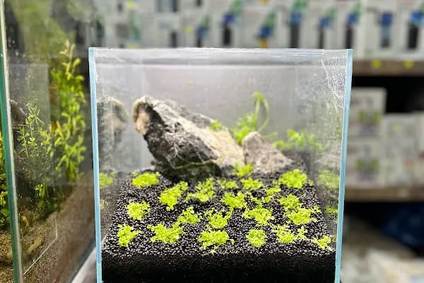 Aquashop PetStore - Resim 17