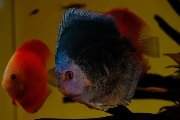 Aquashop PetStore - Resim 11