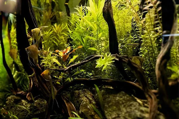 Aquashop PetStore - Resim 12