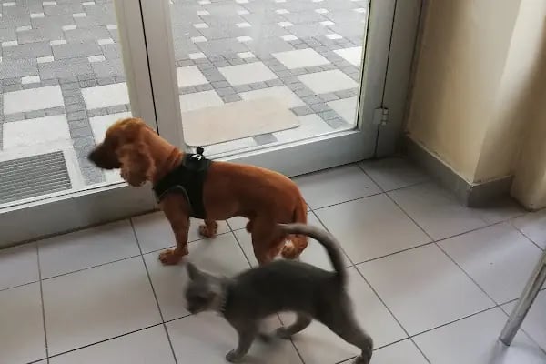Nekovet Veteriner Kliniği - Resim 6