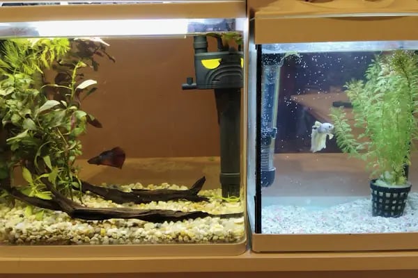 Puhu Petshop - Resim 7