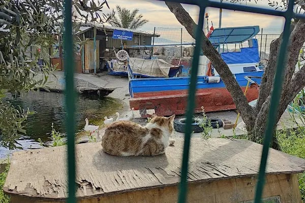Gemlik Kayıkhane - Resim 11