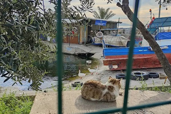 Gemlik Kayıkhane - Resim 16