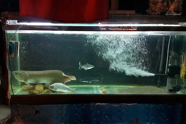 Çulfa Petshop - Resim 9