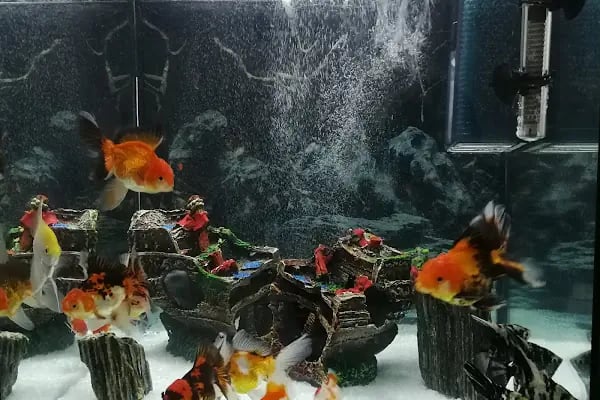 Çulfa Petshop - Resim 6