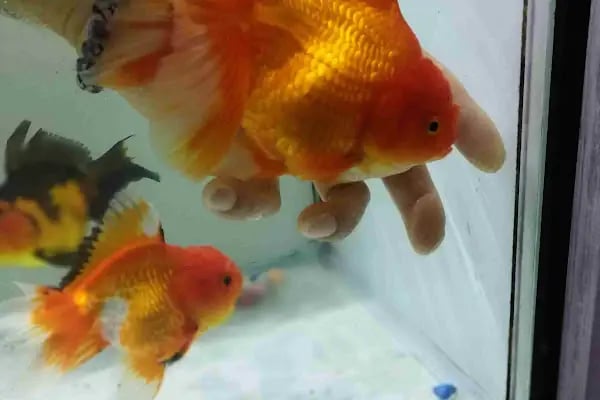 Çulfa Petshop - Resim 14