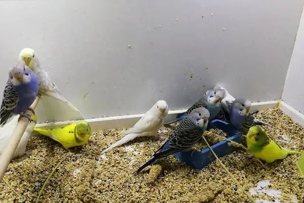 Çulfa Petshop - Resim 15