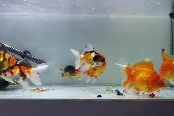 Çulfa Petshop - Resim 20