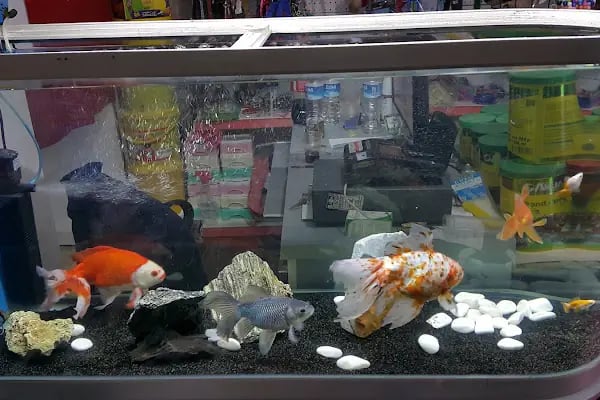 Çulfa Petshop - Resim 5