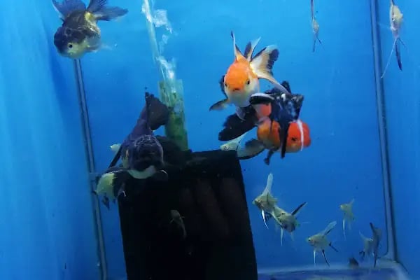 Çulfa Petshop - Resim 10