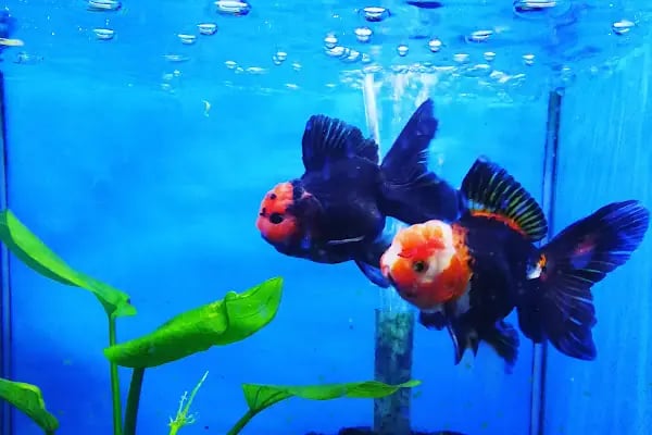 Çulfa Petshop - Resim 4