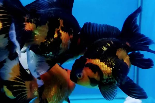 Çulfa Petshop - Resim 8