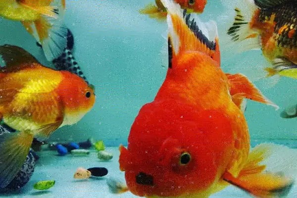 Çulfa Petshop - Resim 12