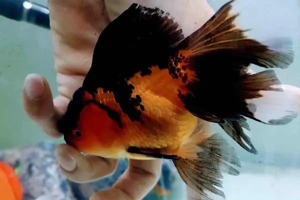 Çulfa Petshop - Resim 16