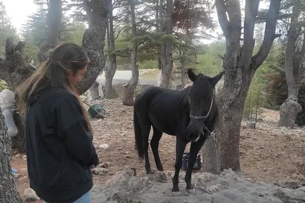 Cedrus life kamp ve karavan alanı - Resim 16