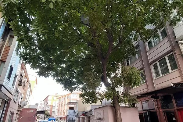 İnadiye Baba türbesi - Resim 15