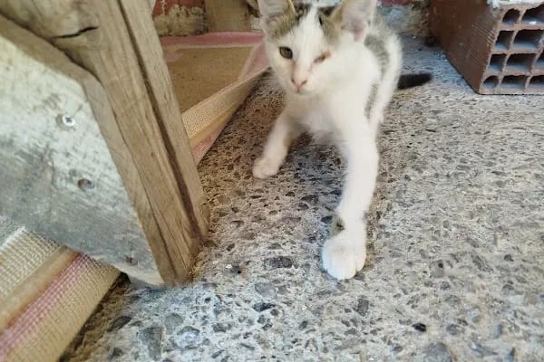 SAFA VETERİNER KLİNİĞİ - Resim 19
