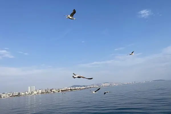 Değirmenburnu Tabiat Parkı (Mesire Yeri) - Resim 17