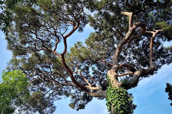 Değirmenburnu Tabiat Parkı (Mesire Yeri) - Resim 13