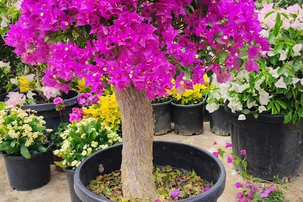 Bodrum Hazır Çim - Resim 3