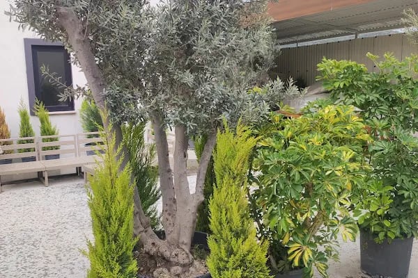 Bodrum Hazır Çim - Resim 17