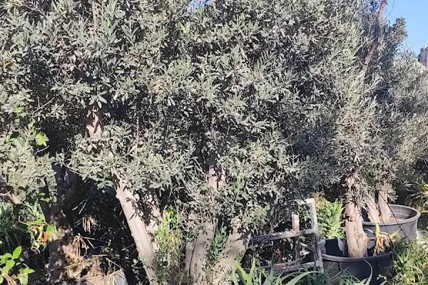 Bodrum Hazır Çim - Resim 18