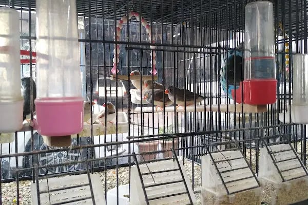 Red Petshop - Resim 11