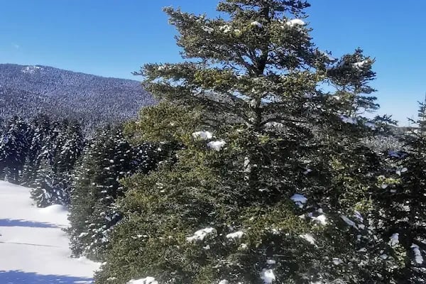 Uludağ Kamp Alanı - Resim 7