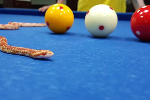 Tayfun Bilardo Spor Okulu - Resim 8