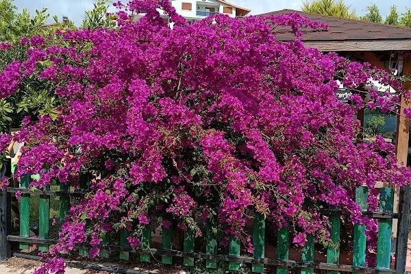 Papatya Cafe - Resim 4