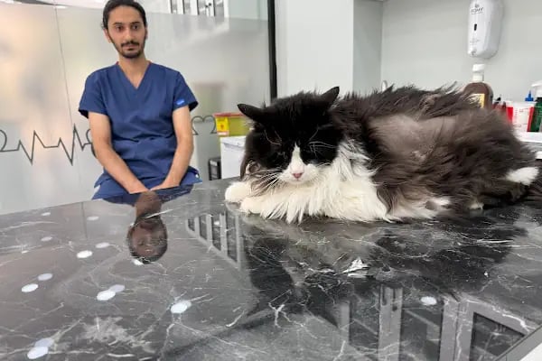 Marca Veteriner Polikliniği / Sefaköy - Resim 7
