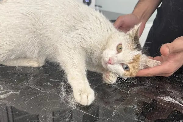 Marca Veteriner Polikliniği / Sefaköy - Resim 3