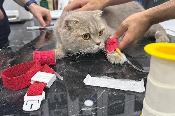 Marca Veteriner Polikliniği / Sefaköy - Resim 2