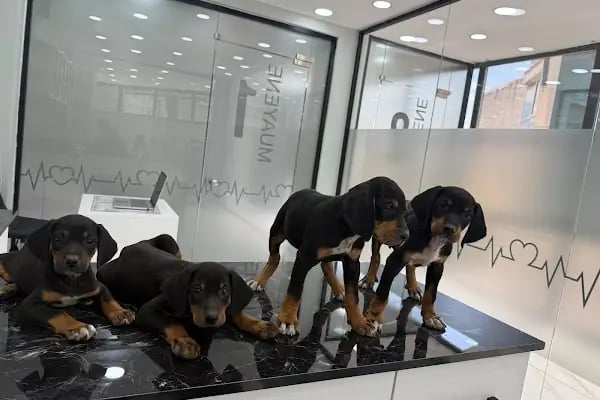 Marca Veteriner Polikliniği / Sefaköy - Resim 4