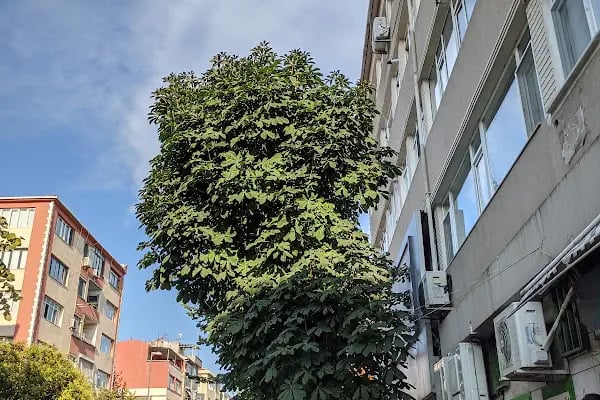 Semaver Kumpanya Çevre Tiyatrosu - Resim 18