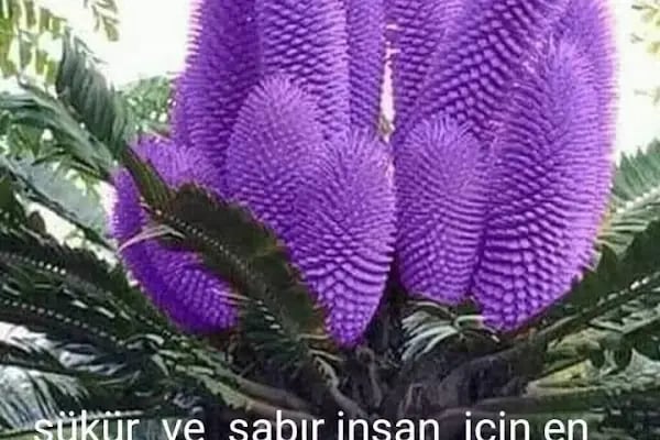 Özcan Peyzaj - Resim 19